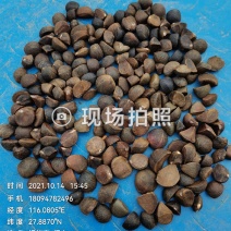 油茶鲜果大量供应