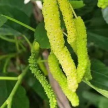 奶白长果桑种苗桑葚树苗白桑葚种苗二年生水果树苗春秋种植