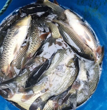 鲤鱼精品建鲤量大从优支持送货上门货到付款