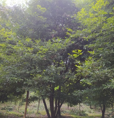 精品重生天竺桂,五杆丛生.树形完美!单杆公分7-9公分