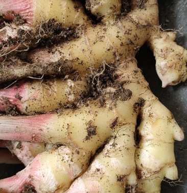 湖南益阳安化山村种植的本地生姜小黄姜价格美丽