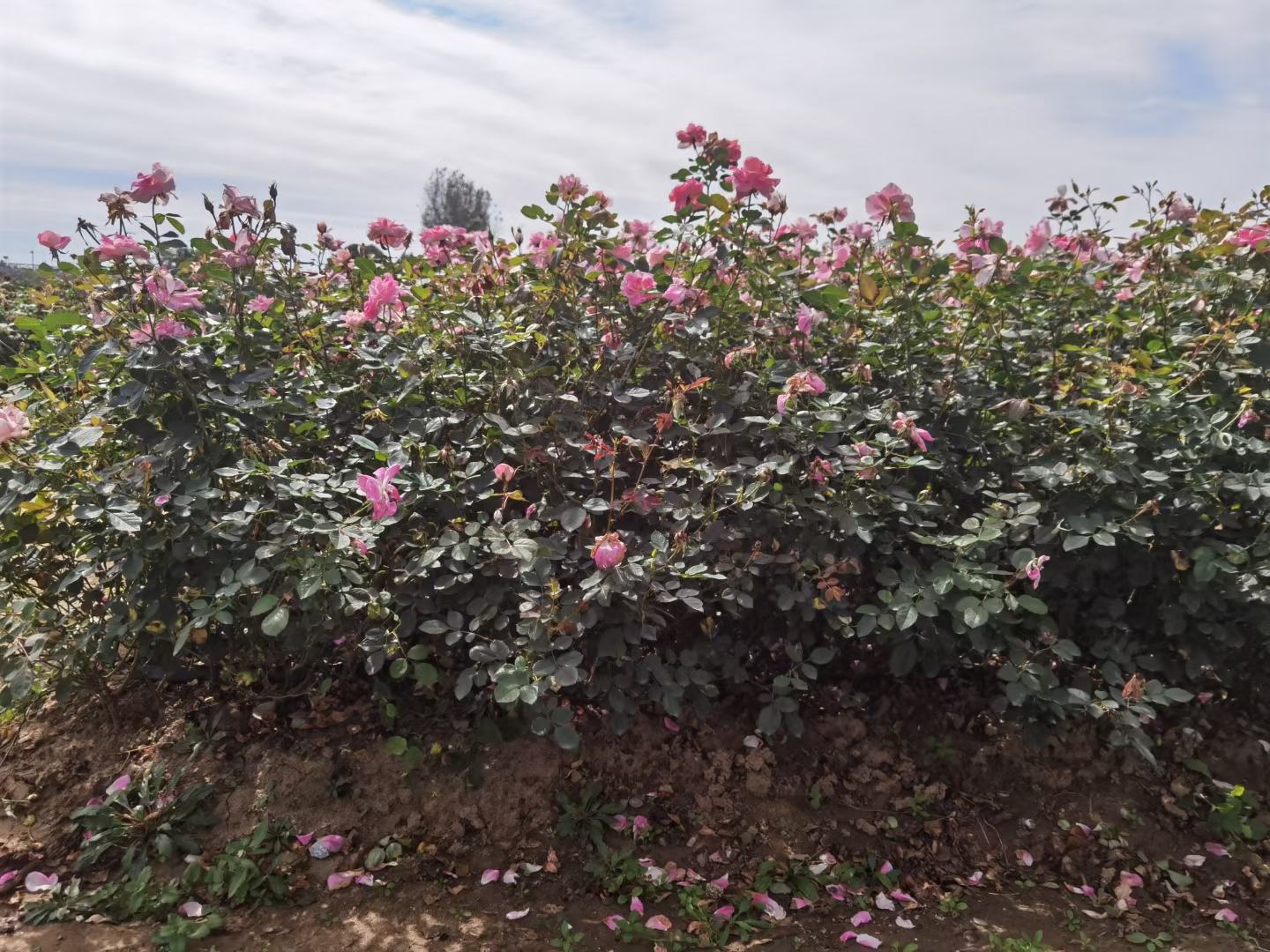 大花月季凋谢花朵特写