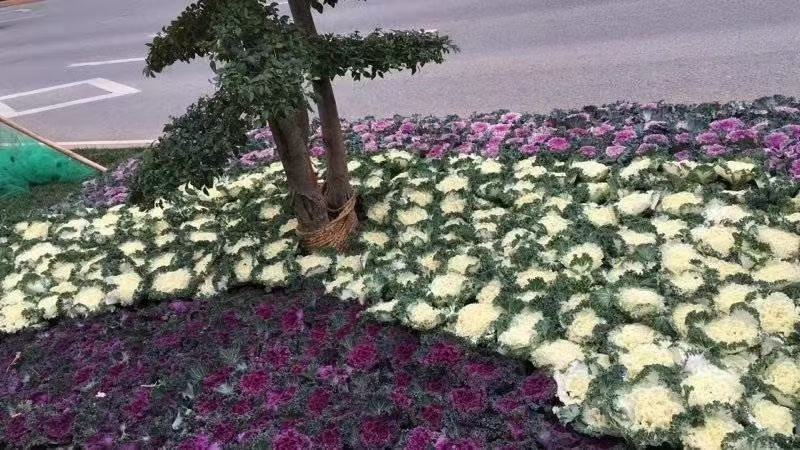 观赏羽衣甘蓝在公园花坛中盛开的景象