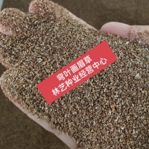优质草坪种子弯叶画眉草种子护坡草坪种子耐寒耐旱草坪种
