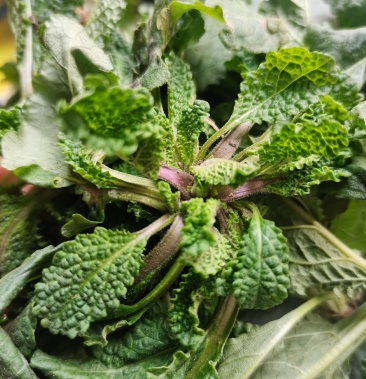 野生蛤蟆皮草单新鲜货下单现挖整棵带根当天发货