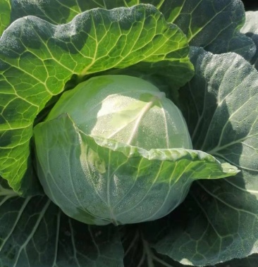 云南精品小铁头.货量充足 产地直销 味道鲜美