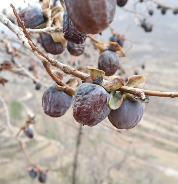 黑枣河北涉县无核大黑枣小黑枣电商供货原产地批发商价格可议