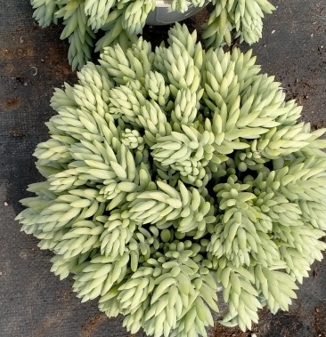 [多肉植物批发]象牙玉坠价格30.00元/棵 - 一亩田