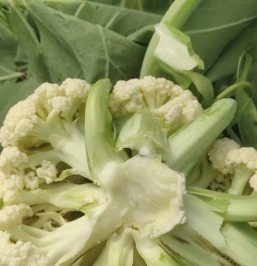 [松花菜批发]金品有机花菜价格2.50元/斤 - 一亩田