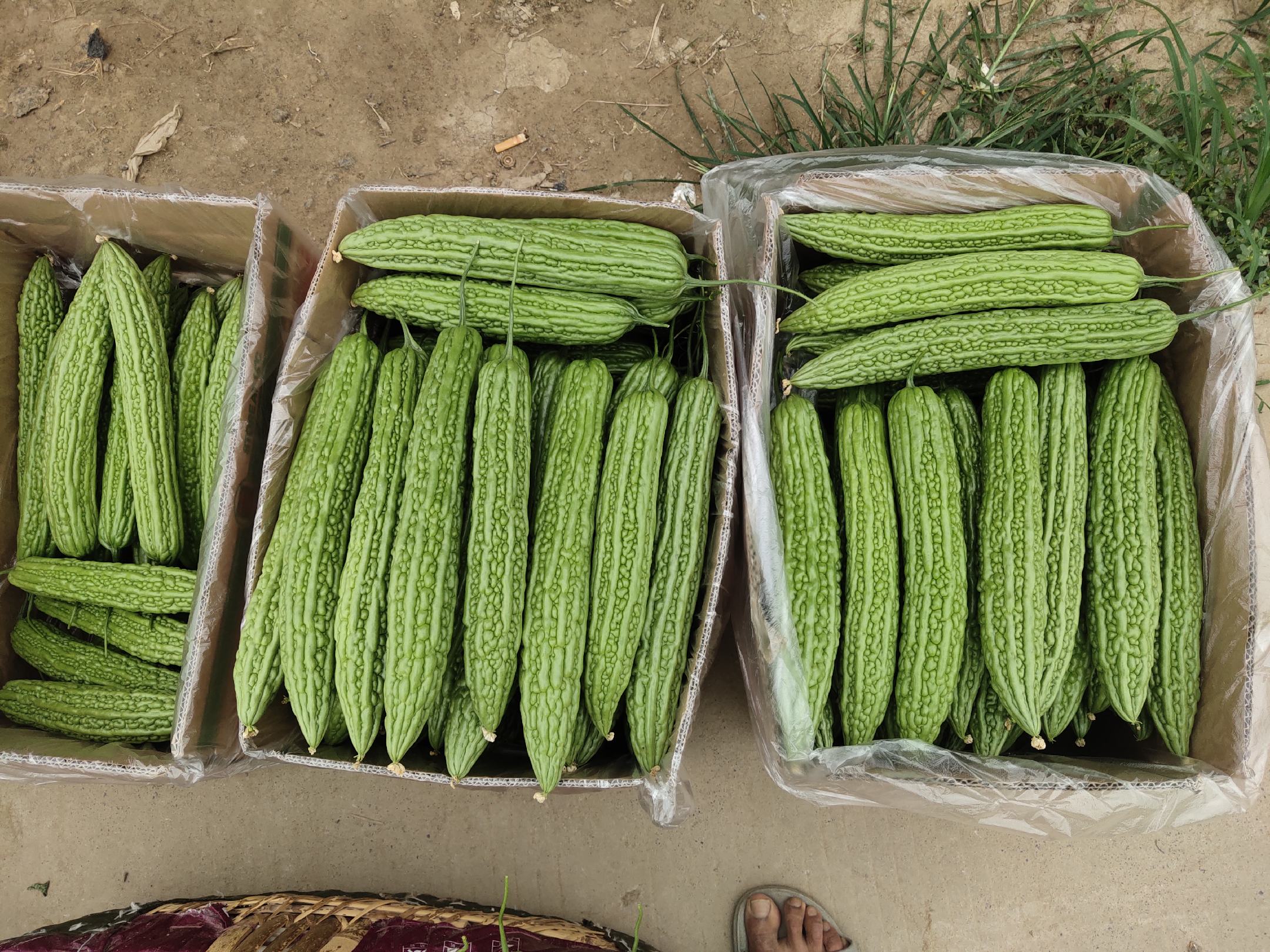 苦瓜与红薯的对比图