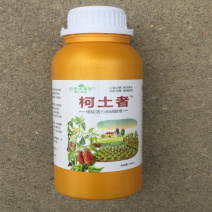 黄头解决者布拉迪酵母菌柯土者解决作物黄头