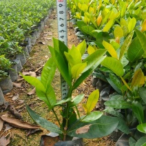 龙船花福建漳州龙船花绿化庭院设计基地直供大小规格袋苗