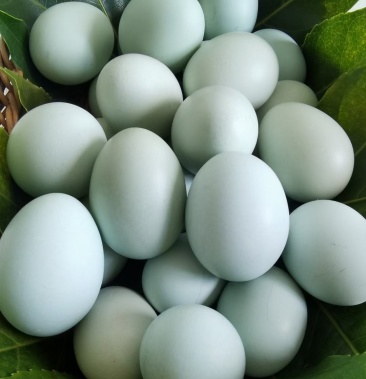 [绿壳鸡蛋批发]长顺县绿壳鸡蛋价格360.00元/件 - 一亩田