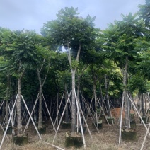 麻楝5-15公分有售，价美物廉，欢迎大家前来咨询