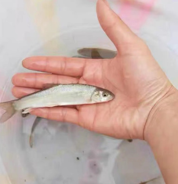 雅鱼苗基地直供全程技术指导量大从优送货上门