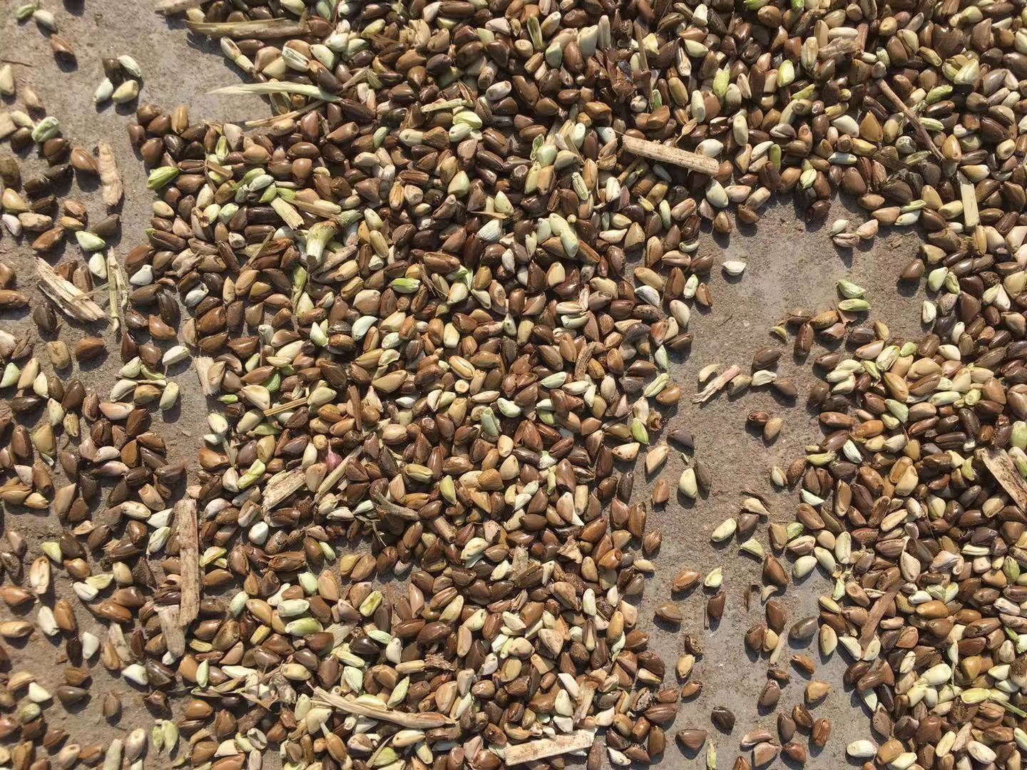 除草剂在不同土壤类型下的降解速度示意图