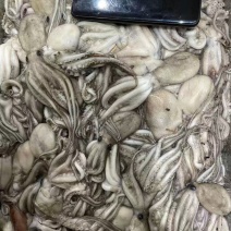 八爪鱼