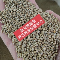 进口杂交狼尾草种子耐旱抗倒伏无病害产量高生长快优质牧草