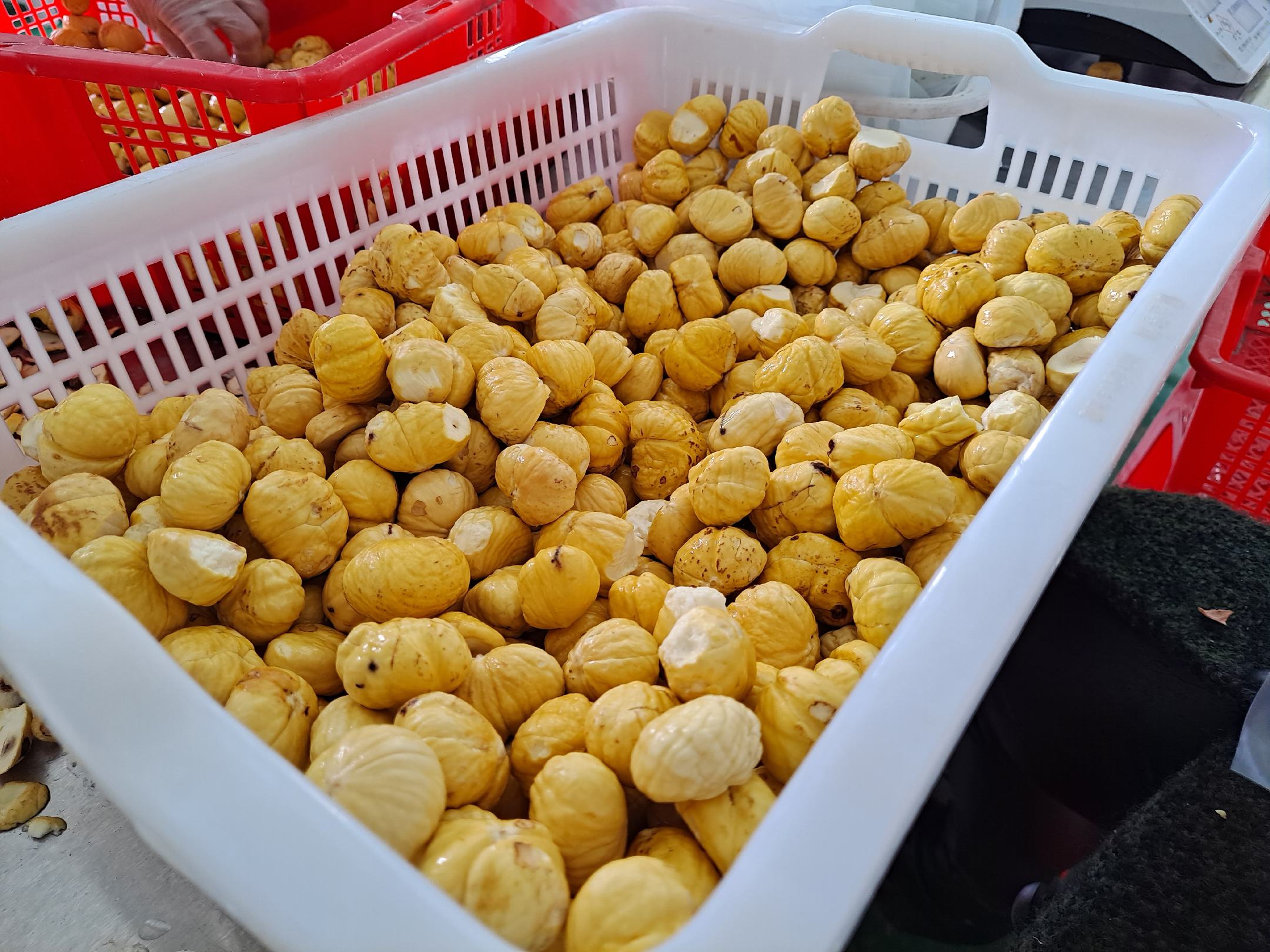 展示优质油栗果实,色泽金黄,颗粒饱满 栗籽油的原材料——优质油栗