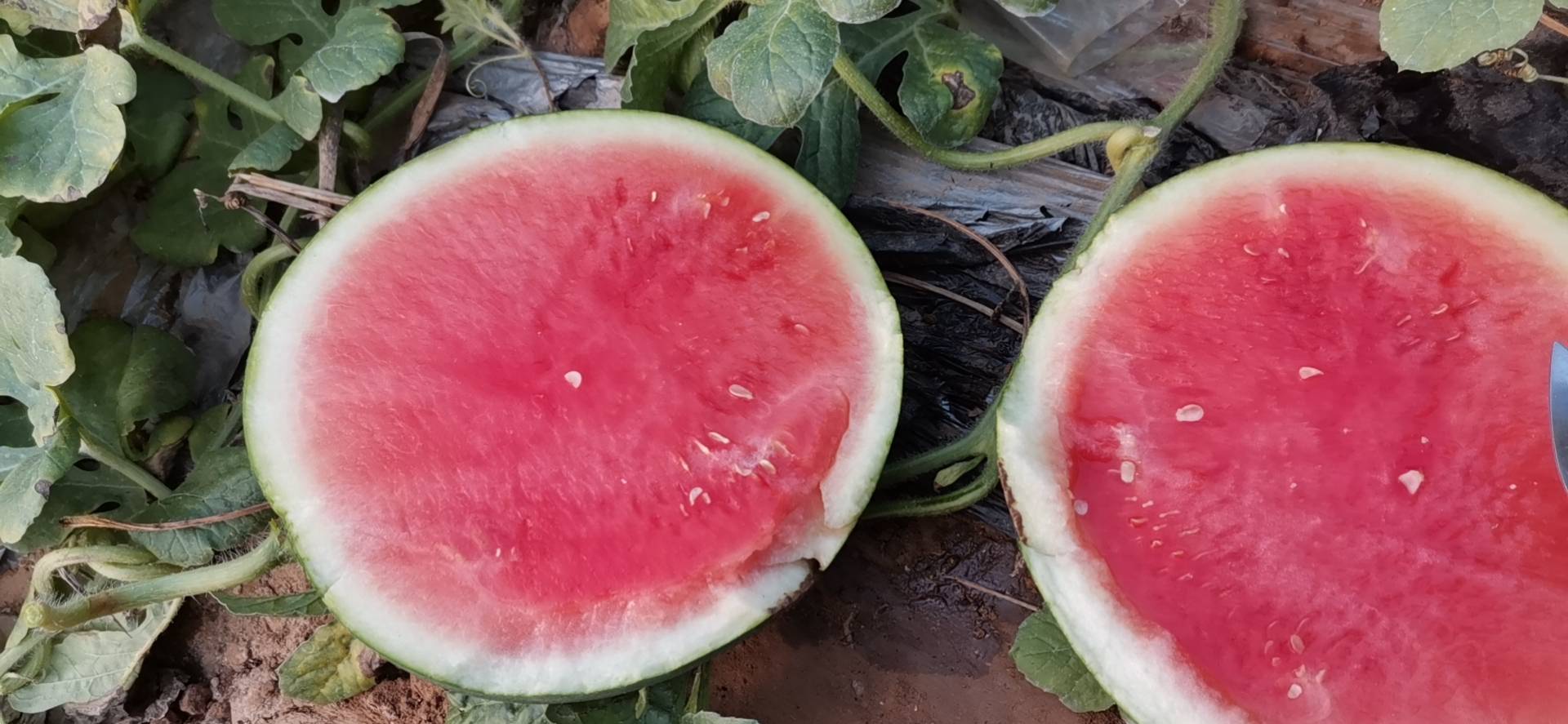 切开的无籽西瓜特写