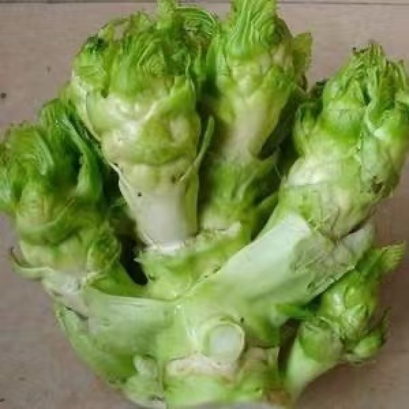 儿菜娃娃菜多子菜娃娃头供各大市场电商