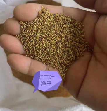 绿肥红三叶种子净籽进口绿化草籽,发芽率98%以上,四季开