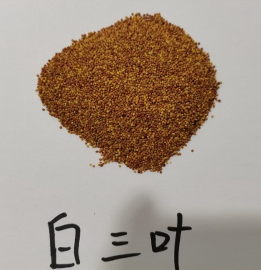 [白三叶种子批发]进口白三叶草坪绿化绿肥牧草都可以