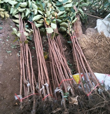 [柿子树苗批发]脆甜柿子苗,包品种包邮,可以摘下来就吃的柿子价格4.