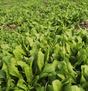 [荠菜批发]荠菜新鲜价格2.00元/斤 - 一亩田