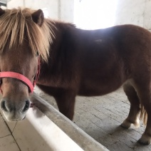 矮马设特兰矮马小型迷你骑乘马驹景区观赏马活体矮马进口德宝