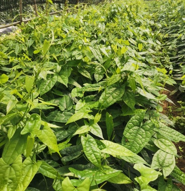 [批发]地苦胆苗价格2.00元/棵 - 一亩田