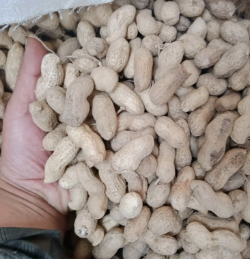 热卖中海花花生一手货源批发出售带壳鲜货颗粒饱