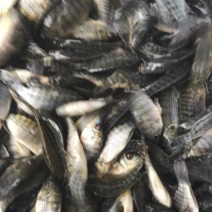 罗非鱼苗，良种快大。
