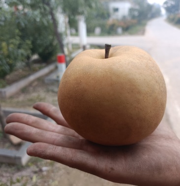 [梨批发]晚秀梨价格0.80元/斤 - 一亩田