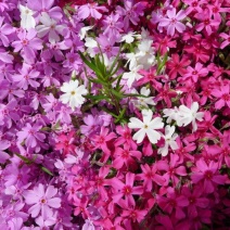 芝樱种子芝樱花地被花卉庭院阳台种子景观花海量大优惠