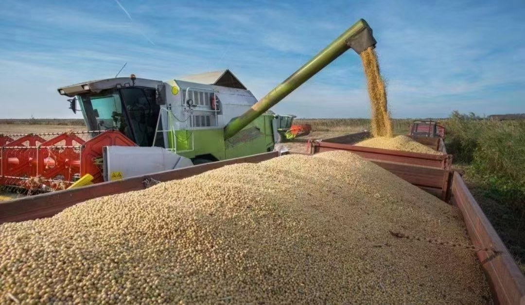 现代化黑豆收割作业场景