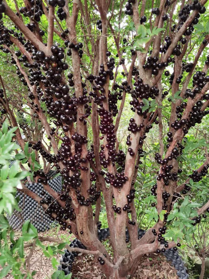 [嘉宝果批发]福建漳州漳浦县嘉宝果 100.00元/件树葡萄福建 _ 一亩田