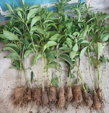 [白术种苗批发]白术芽,改良白术芽!白术芽子,成活率高!价格4.