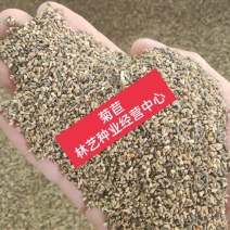 将军菊苣种子大叶菊苣种子多年生四季牧草猪牛羊鸡鸭鹅鱼草种