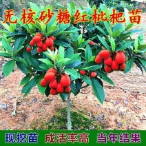 枇杷树苗新品种早熟无核砂糖红枇杷树苗南北方种植抗旱耐寒庭