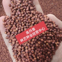 高产牧草高丹草种子四季养殖耐热耐旱进口阔叶牛羊草种籽鱼草
