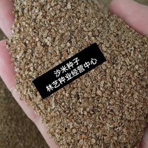 沙米种子沙米草牧草饲草沙米沙蓬草荒漠饲草耐旱耐旱牧草种子