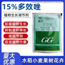 国光15%多效唑花卉果树矮壮素控旺剂生长调节剂农药