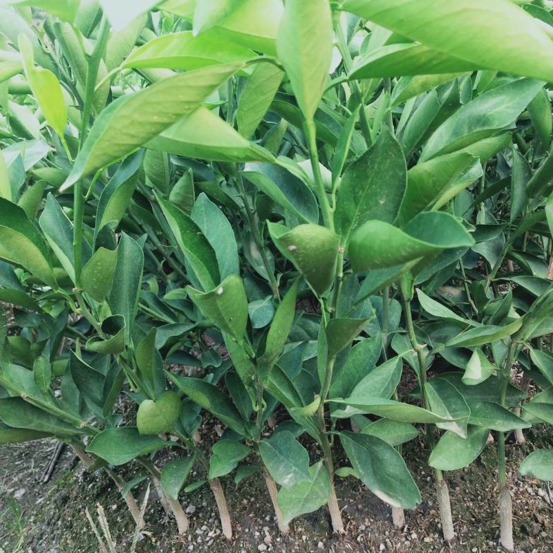江西赣州安远县橙子苗 5
