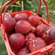无花果波姬紅苗出售中