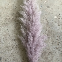芦苇花