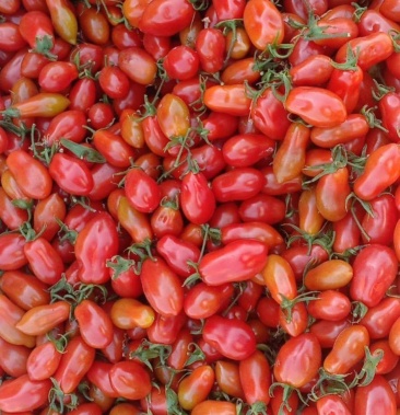 丹东409小柿子货量充足产地直发酸甜可口