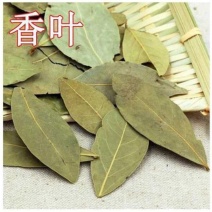 香叶精品香叶批发香叶色青味浓量大从优质量保证