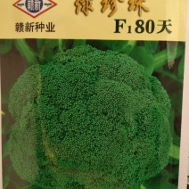 西蓝花种子，杂交品种采收80天左右叶片灰绿色单球700克