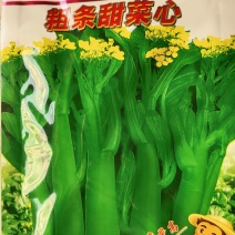 粗条甜菜心早熟种青绿色，侧苔少，早抽苔。耐热耐湿抗病能力